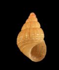 Alvania&nbsp;cfr. lineata